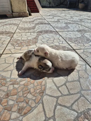Cachorro Filhote Spitz Alemão Anão/Lulu da Pomerânia Fêmea - Branca e Malhada