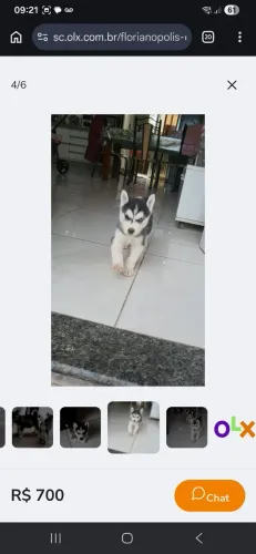 Filhotes disponíveis 