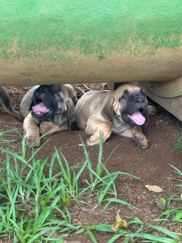 Filhotes Fila Brasileiro