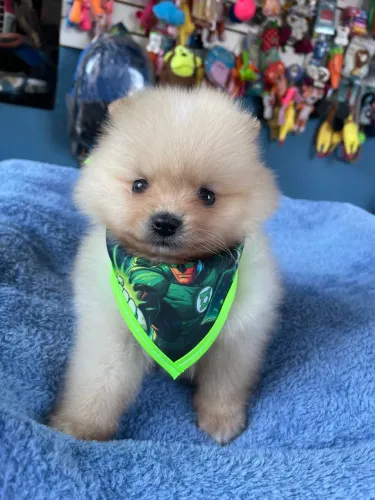 Filhote de Spitz Alemão fofo e brincalhão macho $2.200,00