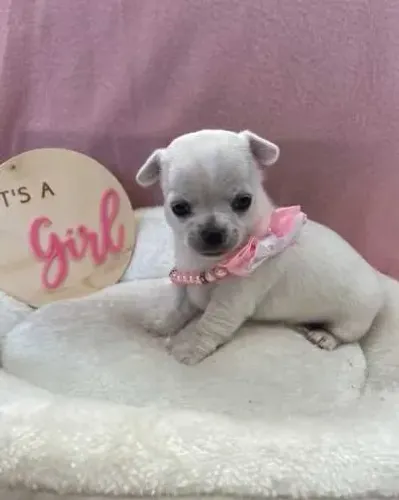 Chihuahua Fêmea Mini Bege: Beleza e Fofura em Cada Passo!
