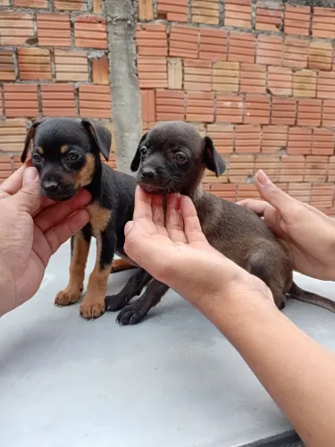 Pinscher fêmeas 01 com 2 meses valor 500 reais cada filhote. 