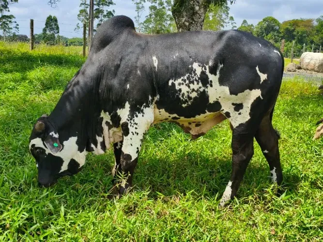 Touro Nelore Pintado