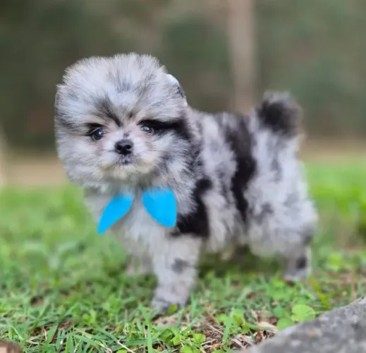 Spitz Alemão Anão - Machinho Merle com 55 dias, 100% raça pura-Dani