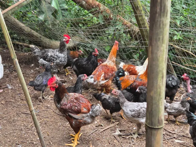 Frangos mestiços de GSB X Gigante Negro X ameraucana 