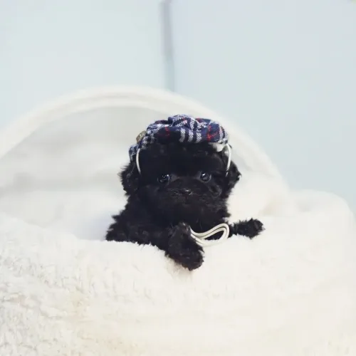 Poodle micro Toy machinho lindo totalmente preto 