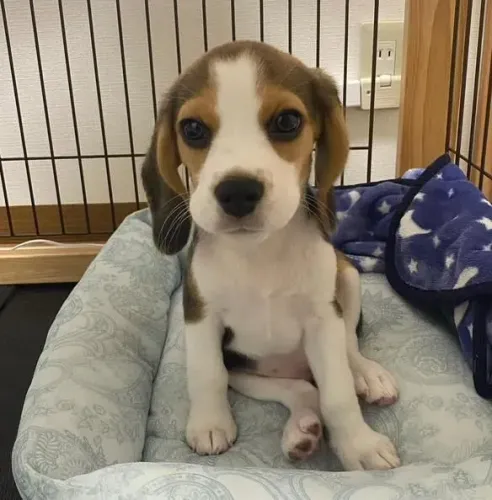 Filhote Beagle, Um rabinho abanando pode ser tudo o que você precisa!