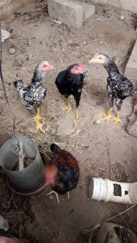 Galinhas caipiras e ovos ferteis