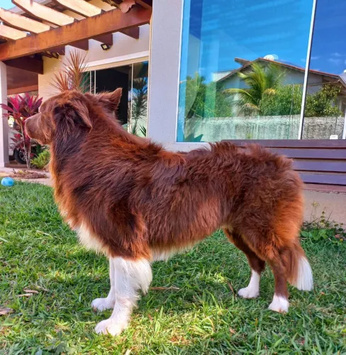 Border Collie - macho
