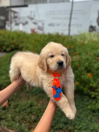 Filhote Golden Retriever