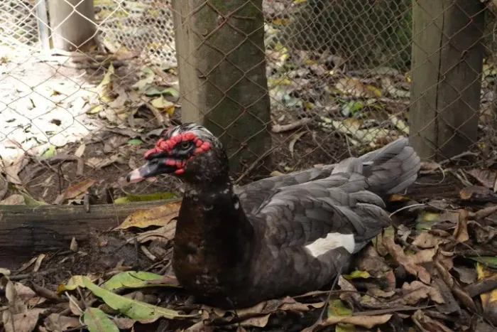 VENDE-SE PATOS MACHOS 