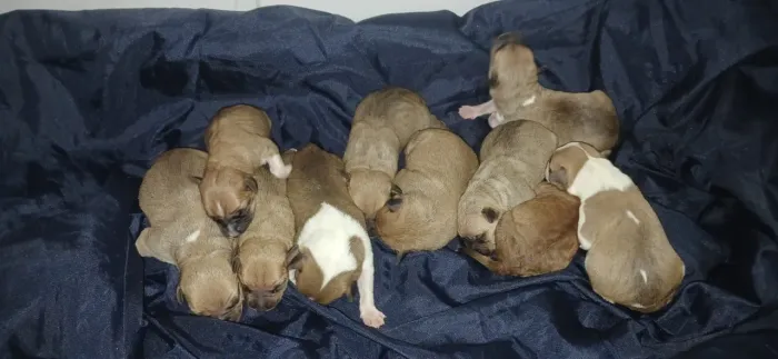 Doa-se Cachorros 