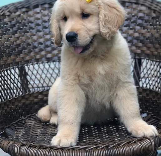 Linda fêmea golden retriever