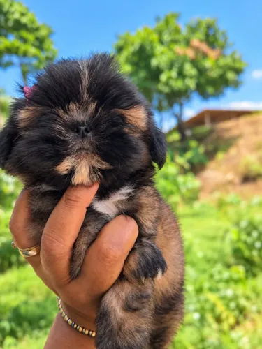 Shihtzu fêmea