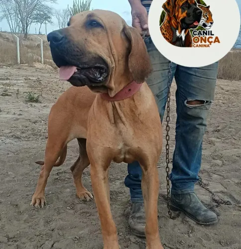 Fema fila Brasileiro 