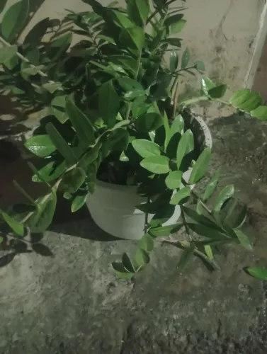 Planta chama dinhiro.