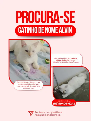 Procura-se ALVIN