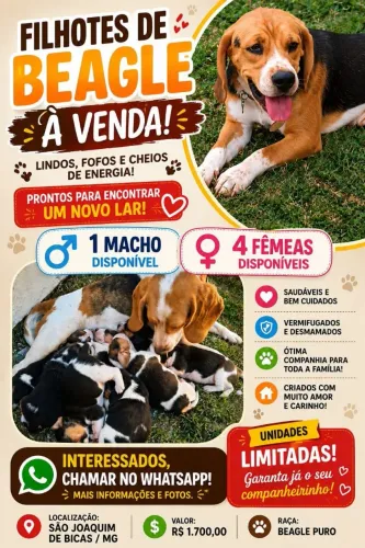 FILHOTES DE BEAGLE 