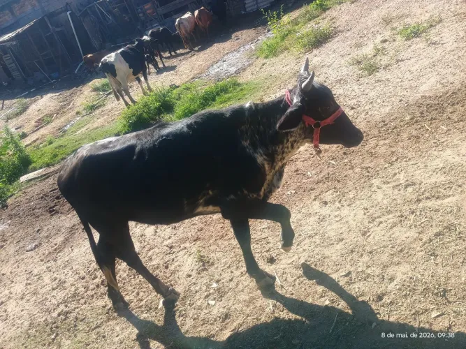 Vende-se vacas de leite, novilhas e bezerros 