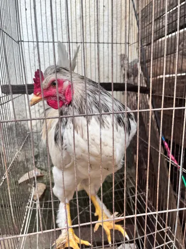 Galo Mestiço De Brahma Com GLC - Lindo E Porte Gigante