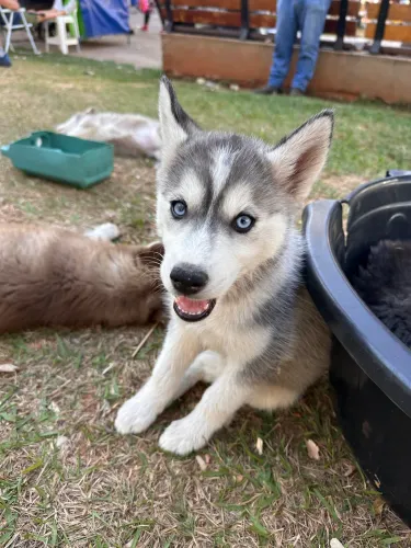 Filhotes HUSKY SIBERIANO