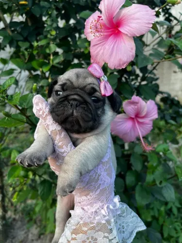 PUG FÊMEA E MACHINHO.