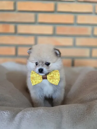 Filhote Spitz lindo disponível imediato