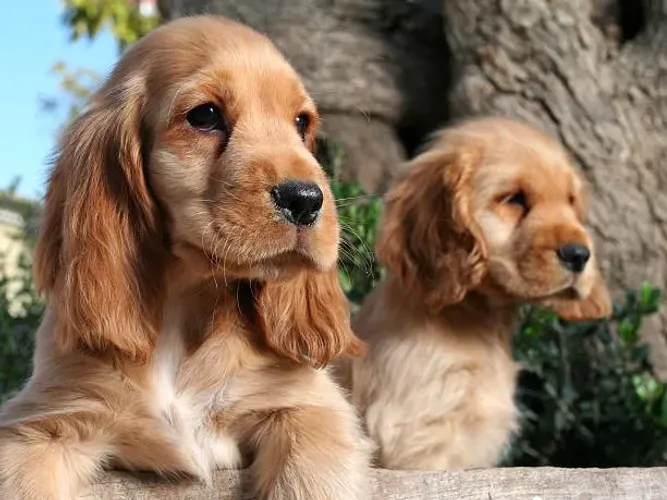 ? Filhotes de Cocker Spaniel | Reserve o Seu Agora