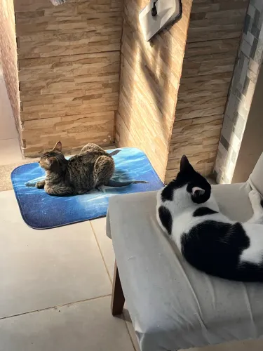 Gatinhas filhotes