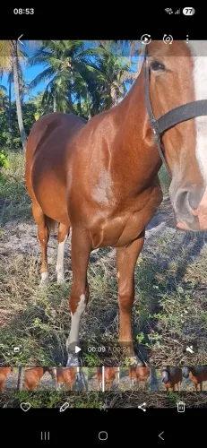 Potro 1 ano e um mês 