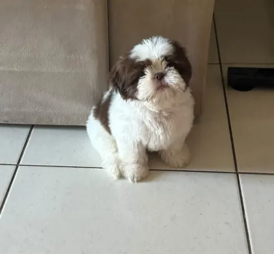 Shih tzu - 3 meses - Super Docil e brincalhona