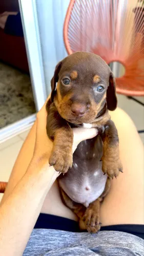 Filhote Dachshund - macho