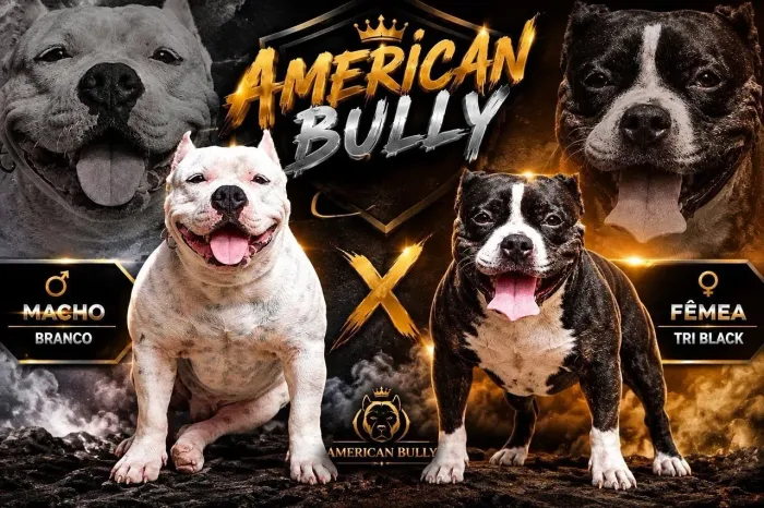 American Bully pra reservar