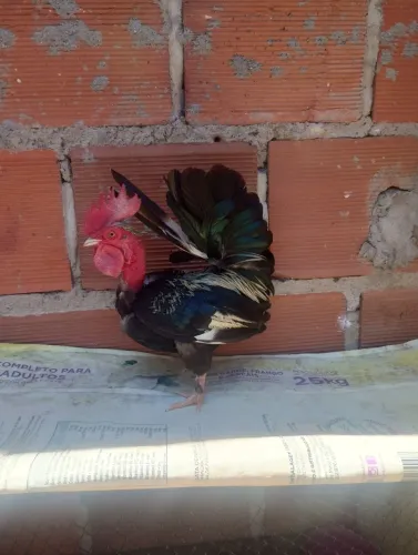 Galo polaco mini 