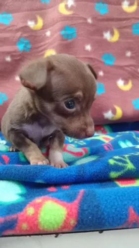 PINSCHER