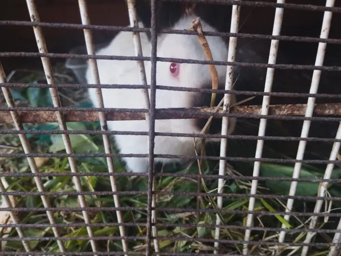 Vende se coelhos