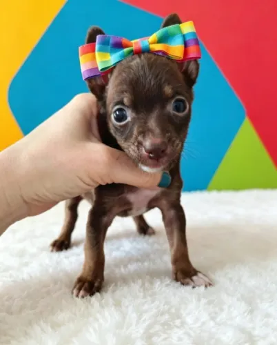 Pinscher Pequenina Muito Fofa