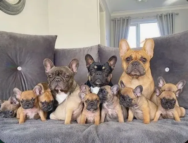 Bulldogue Frances