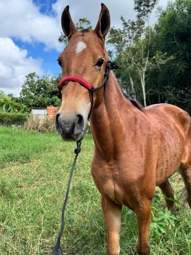 Potra Mangalarga Marchador