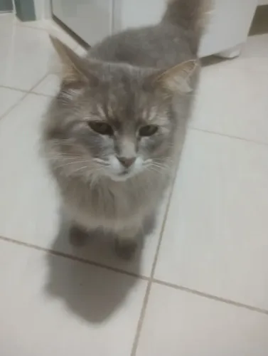 Doa-se gato macho castrado