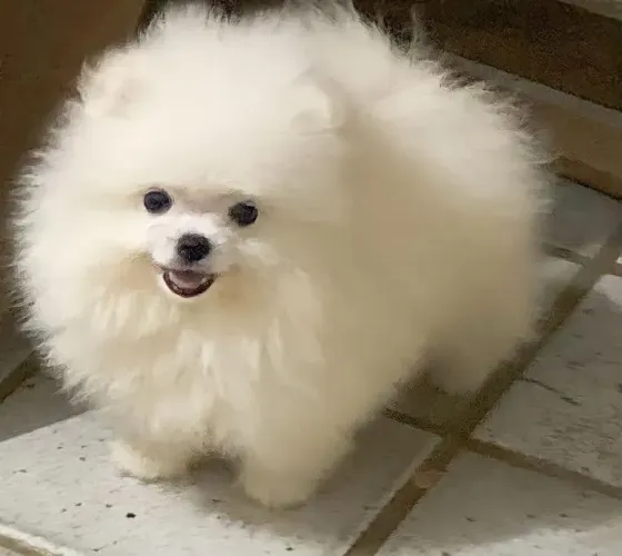 Filhotes de Spitz alemão 