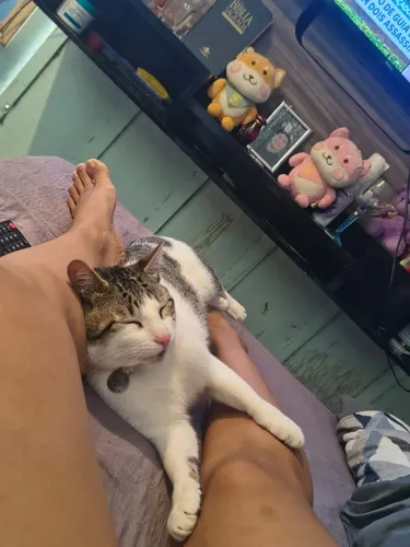 Minha amiga esta doando gato