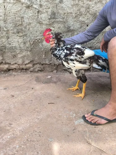 Frango GSB