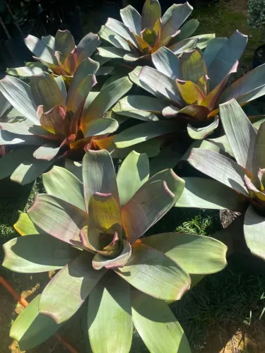 Bromélia-plantas ornamentais 