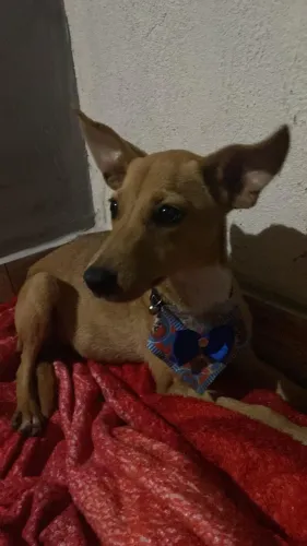 Cachorrinho filhote doação responsável 