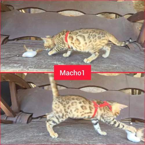 Filhote macho de gato Bengal