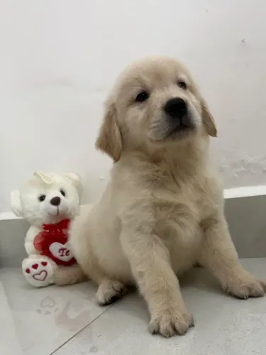 Golden retriever fêmea com pedigree 