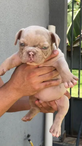 FILHOTES DE AMERICAN BULLY À VENDA