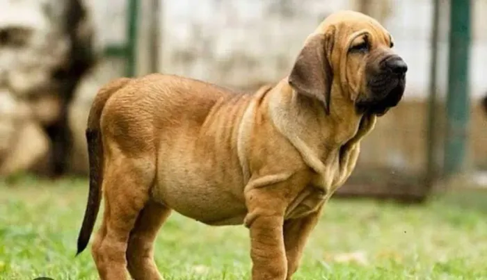 Procuro filhote de Fila brasileiro de até 8 meses para doação