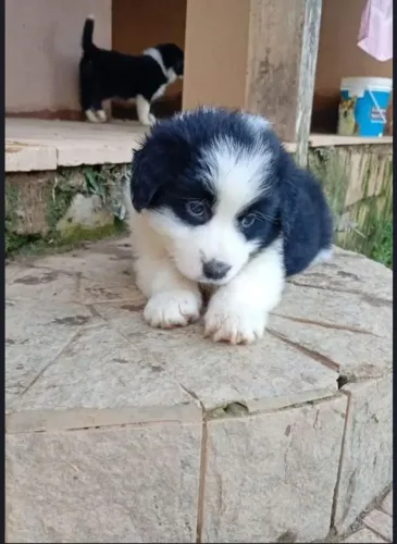 Border Collie